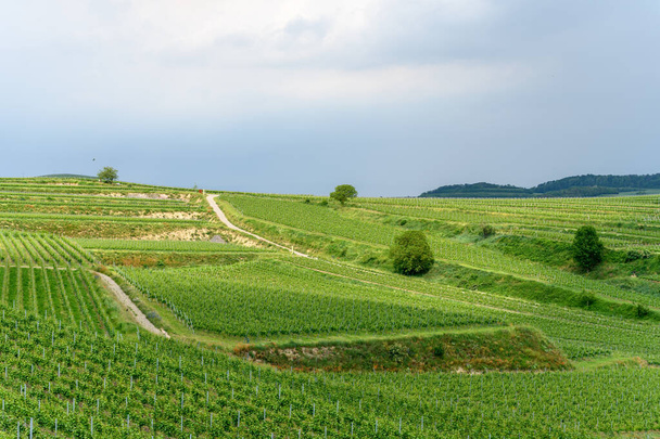 Paisaje del viñedo en el Kaiserstuhl en Alemania. Europa. - Foto, Imagen
