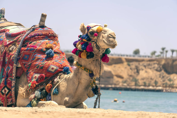 Camelo descansando na sombra na praia de Hurghada. Um camelo egípcio adulto para transportar turistas repousa em uma praia de areia contra o pano de fundo de um belo mar. Egipto. - Foto, Imagem