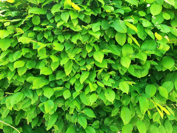 Plné rám pozadí s přirozeným plotem ze zelených listů. - Fotografie, Obrázek
