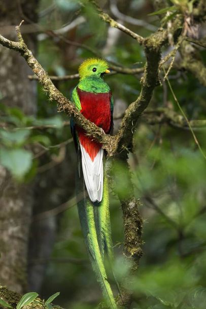 Exotic resplendent quetzal sitting on a branch in rainforest - Photo, Image