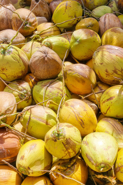 Indonéský kokos. Hromada kokosů na pultu. Asijský trh. Vegetariánské jídlo. Přírodní produkt. - Fotografie, Obrázek