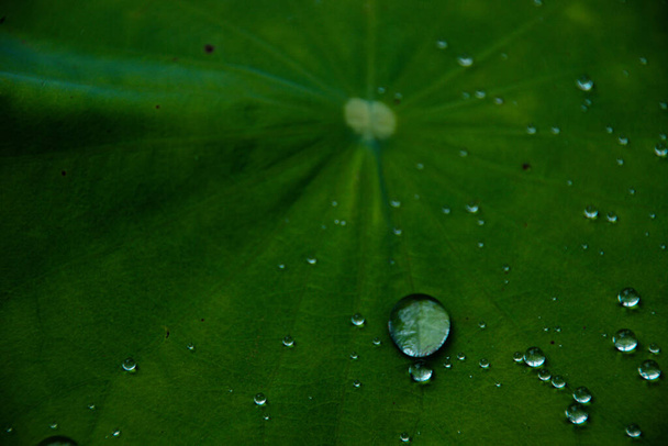 Kropelki wody przechwycone na liściu lotosu po letnim deszczu - Zdjęcie, obraz