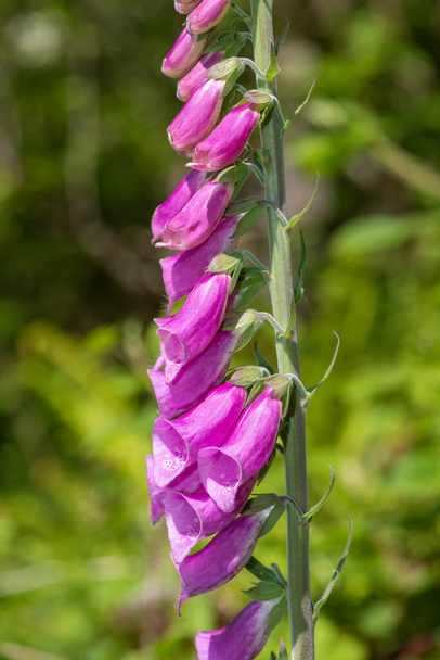 Çiçek açmış bir yüksükotu (digitalis purpurea) çiçeğini kapat - Fotoğraf, Görsel