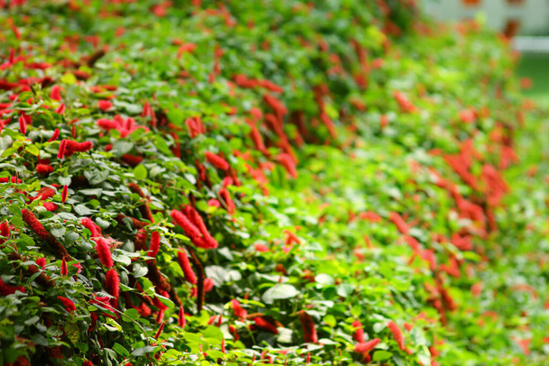 Acalypha hispida or chenille plant at a flower farm in Cameron Highlands in Malaysia - Photo, Image