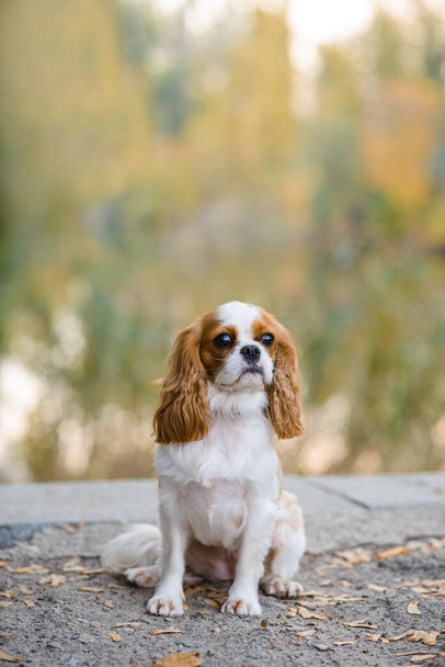 Kavalierkönig Karl Spaniel. Kleiner Hund im Hintergrund einer Herbstlandschaft in der Nähe des Sees, Blick zur Seite - Foto, Bild