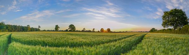 Πανόραμα άποψη της όμορφης υπαίθρου σκηνή καλλιεργούνται πεδία κατά μπλε συννεφιασμένο ουρανό με ηλιοβασίλεμα. Αγροτικό τοπίο με πράσινο σιτάρι τομέα στην ύπαιθρο. - Φωτογραφία, εικόνα