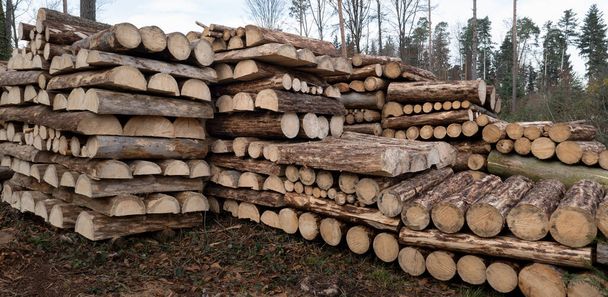 Almacenamiento de troncos de árboles cortos, redondos y cortados a la mitad en el bosque - escena forestal - Foto, Imagen