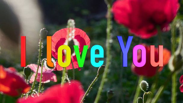 I Love You Text . Color flowers  background  - Фото, изображение