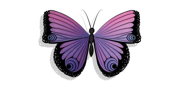 Butterfly isolated - Vektor, kép
