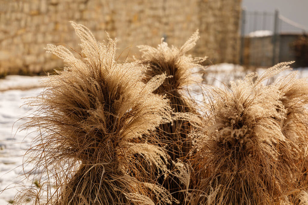 Цветы Miscanthus sinensis зимой на закате, сгусток гигантской травы китайского серебра или Susuki трава в Вацлав Гавел парк в Литомерице, снег в солнечный день, трава связана пучками, завод близко - Фото, изображение