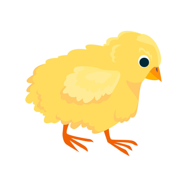 Kip plat pictogram. Gekleurd vectorelement uit vogelverzameling. Creatief Chicken icoon voor webdesign, sjablonen en infographics. - Vector, afbeelding