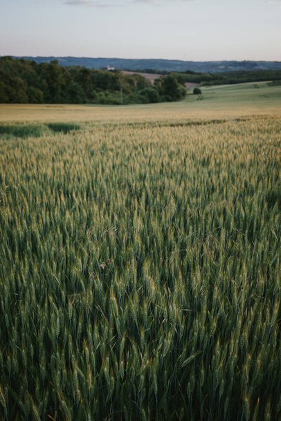 A vertical shot of a wheat field - Zdjęcie, obraz