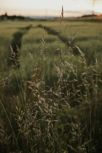 A vertical shot of bluegrass in a field - Φωτογραφία, εικόνα