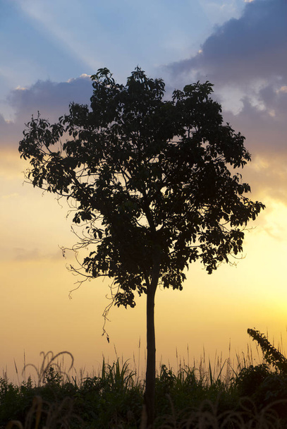 Dramatic sunset in rural region of Guatemala, silhouette of tree in space surrounded by sugar cane. - Φωτογραφία, εικόνα