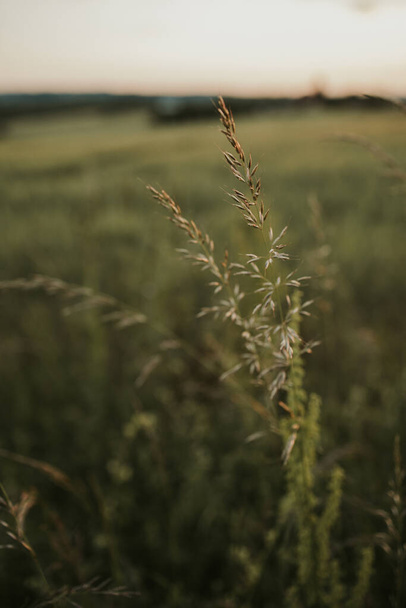 A vertical shot of bluegrass in a field - Φωτογραφία, εικόνα