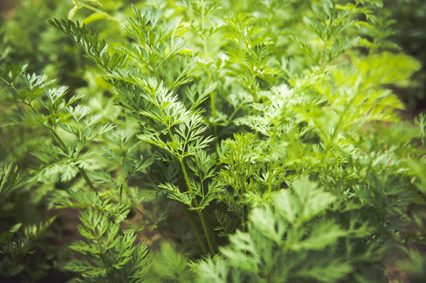 A closeup shot of growing herbaceous plant - Foto, imagen