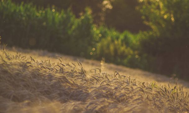 The ripe wheat ears fluttering on a wind - Фото, изображение