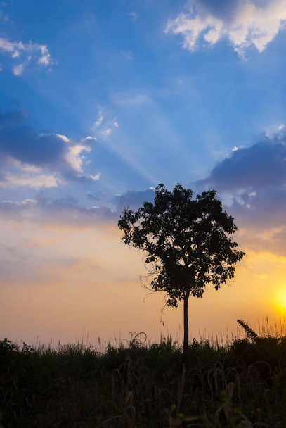 Dramatic sunset in rural region of Guatemala, silhouette of tree in space surrounded by sugar cane. - Foto, afbeelding