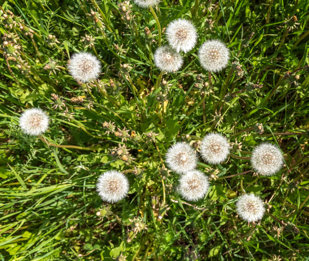 White fluffy dandelions are blooming. Weeds in the garden. Summer background. Medicinal plants. Food for pets. Weed control. Top view. - Photo, Image