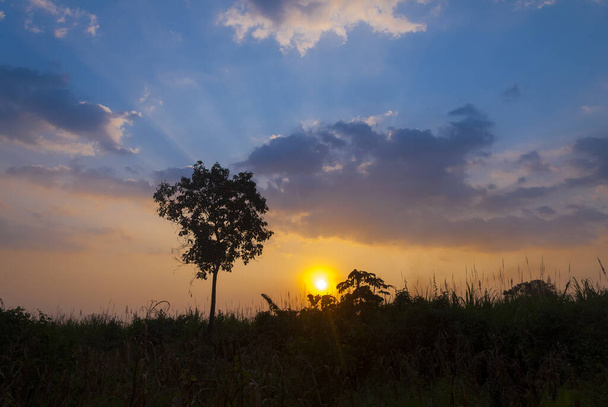 Dramatic sunset in rural region of Guatemala, silhouette of tree in space surrounded by sugar cane. - Fotoğraf, Görsel