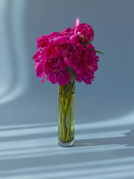 A vertical shot of fresh pink peony flowers in a glass vase against a bluish background - Фото, изображение