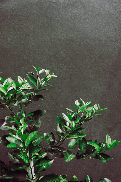 close up image of Lemon tree  - Fotografie, Obrázek