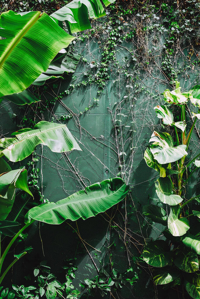 Pionowy ogród z tropikalnym zielonym liściem. Kontekst natury - Zdjęcie, obraz