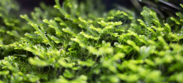 Mikro yeşillik, yosun yakın plan, güzel ve muhteşem yeşil arka plan  - Fotoğraf, Görsel