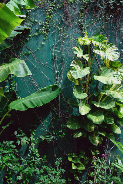 Вертикальный сад с тропическим зеленым листом. Природа - Фото, изображение