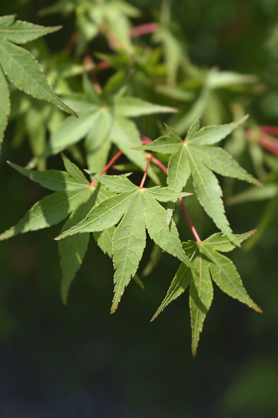 Japanese Maple - Latin name - Acer palmatum - Fotó, kép