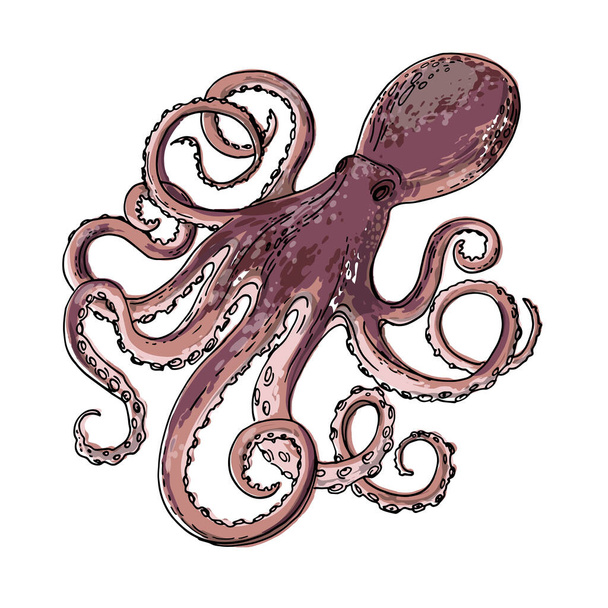 Sea food. Octopus Vector food sketch. - ベクター画像