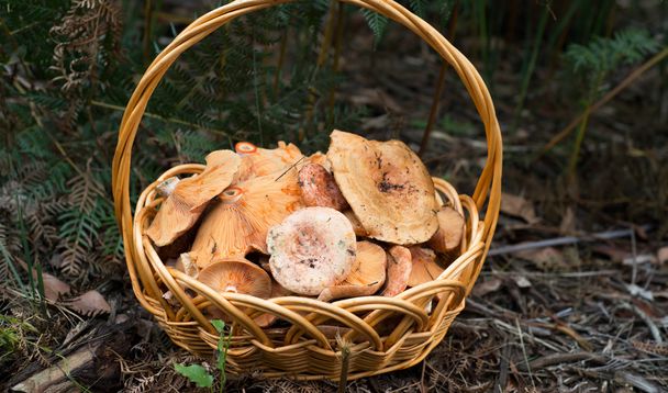 Корзина сосновых грибов
 - Фото, изображение