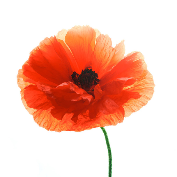 Bright red poppy flower isolated on white background. - Фото, изображение