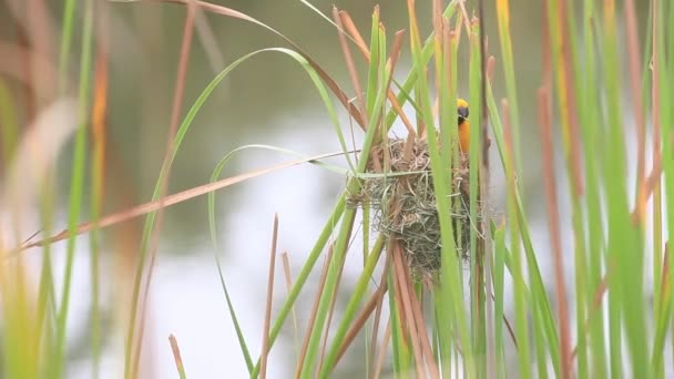 黄色の雄のアジアの黄金の織鳥は、交尾期に川岸で葦の上に巣を織るために草を使用しています - 映像、動画