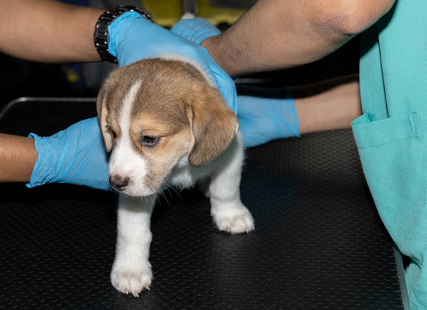 Ein Tierarzt überprüft die rektale Versuchung eines 6 Wochen alten Beagle-Welpen vor der ersten Impfung - Foto, Bild