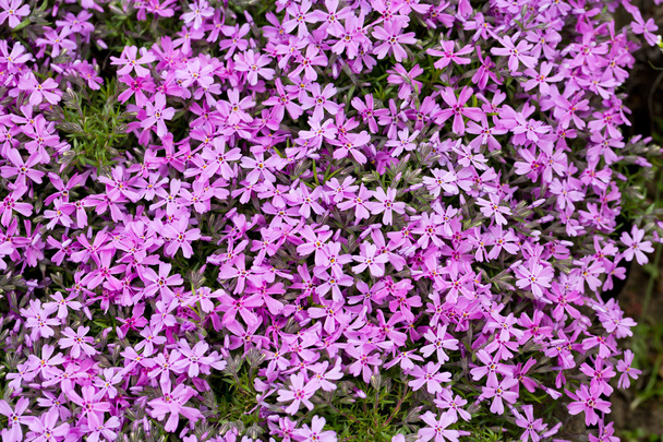 aubrieta cultorum - ピンクまたは紫の小さな花 - 写真・画像