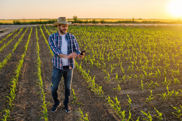 Ο αγρότης στέκεται στο χωράφι του με τα καλαμπόκια. Εξετάζει καλλιέργειες μετά από επιτυχή σπορά.. - Φωτογραφία, εικόνα