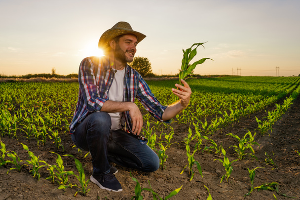 Farmář stojí na svém rostoucím kukuřičném poli. Zkoumá plodiny po úspěšném setí. - Fotografie, Obrázek