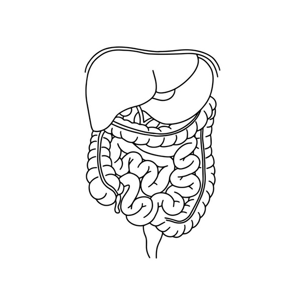 対応する内部部品の説明と人間の消化器系のイラスト。ベクトル医学の概念。現実的、アウトライン白い背景に隔離された腸のアイコン.  - ベクター画像
