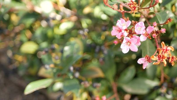 Fiore rosa biancospino indiano, California USA. Rhaphiolepis primavera fioritura fresca, romantica atmosfera botanica, delicato fiore naturale. Primavera colore morbido, disegno del giardino e floricoltura decorativa - Foto, immagini