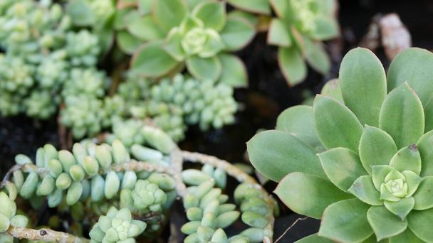 Succulent plants collection, gardening in California, USA. Home garden design, diversity of various botanical hen and chicks. Assorted mix of decorative ornamental echeveria houseplants, floriculture - Photo, Image