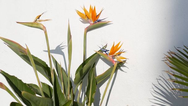 Strelitzia bird of paradise tropical crane flower, California USA. Orange exotic floral blossom, shadow on white wall, natural trendy houseplant for home gardening. Los Angeles summertime atmosphere - Photo, image