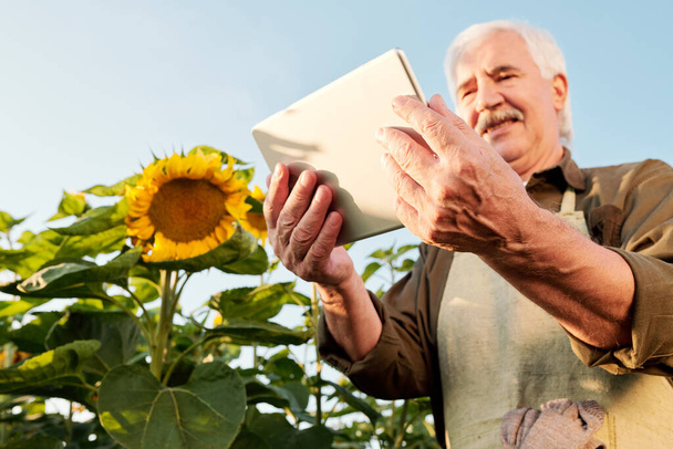 Kortárs idősebb férfi farmer kötényben és ingben jegyzetel a dokumentumban, miközben érett napraforgók között áll a kamera előtt - Fotó, kép