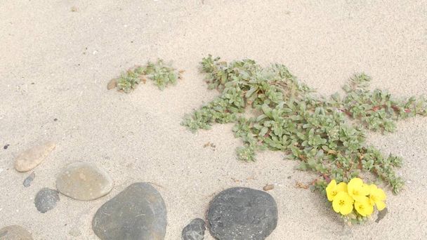 Kriechpflanze am Sandstrand des Pazifischen Ozeans, kalifornische Küste, USA. Sand, winzige Blumen, Steine und Grün am Meer. Natürliche botanische Flora in Encinitas, wo Menschen das Küstenökosystem wiederherstellen - Foto, Bild