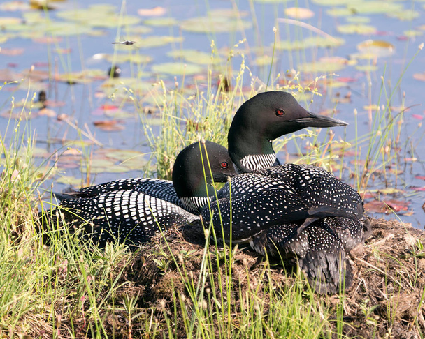 Loon couple nesting and guarding the nest  in their environment and habitat wetland with a blur water and lily pads background. Loon Nest Image. Loon on Lake. Loon in Wetland. Loon in Marsh. Picture. Portrait. Image. Photo.  - Fotó, kép