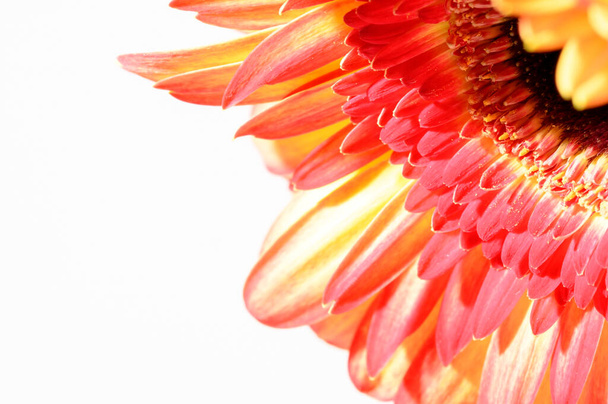 όμορφη ζέρμπερα λουλούδι στο φως φόντο, έννοια του καλοκαιριού, κοντινή θέα   - Φωτογραφία, εικόνα
