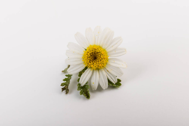 Свіжі квіти ромашки крупним планом на білому тлі
 - Фото, зображення