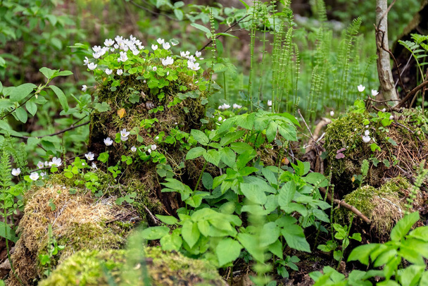 Белые лесные цветы растут на старом пне мха. Лесные растения Высокое качество фото - Фото, изображение