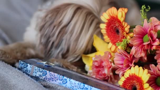 Flores, un perro y regalos yacen en las mantas - Metraje, vídeo