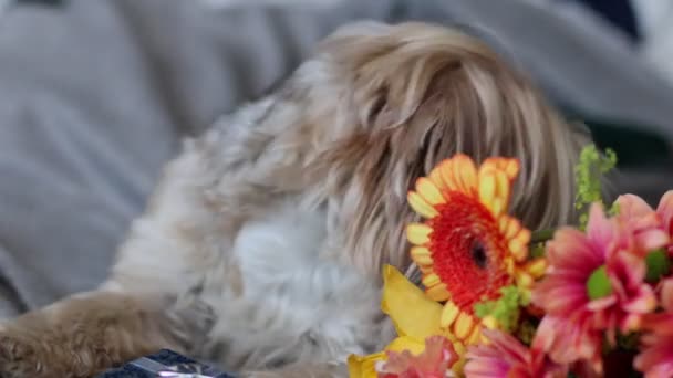 Flowers, a dog and gifts lie on the blankets - Footage, Video